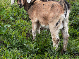 Ready now Anglo Nubian/Boer intact male goat kid
