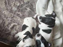 3 Jack Russells &pound;250