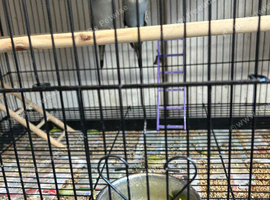 Budgies 2 babies with cage