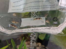 7 pea puffers