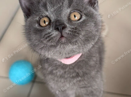 Gorgeous GCCF BSH Kittens