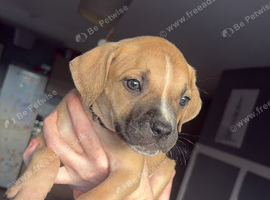 Cane corso x staffy girl