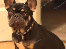 Male frenchie