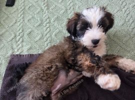Beautiful Tibetan Terriers: 6-month-old female.