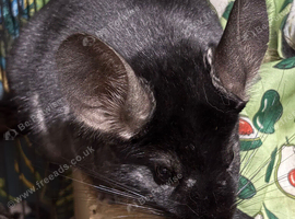 Ebony female chinchilla