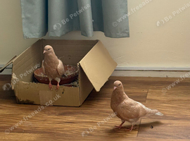 Two hand raised Birmingham rollers for sale