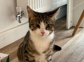 Beautiful cat - Urgent Price negotiable
