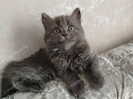 Mixed russian blue girls
