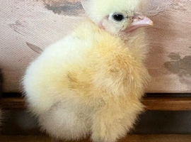 Showgirls F1 Silkie x Turken Naked Neck