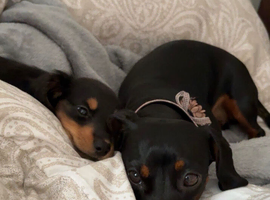 Beautiful miniature dachshund puppies