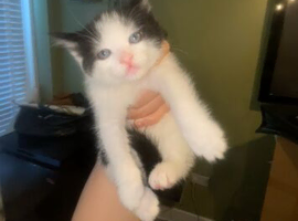 4 kittens
