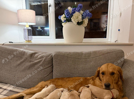 EXCEPTIONALLY BRED GOLDEN RETRIEVERS