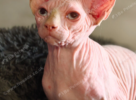 Canadian Sphynx Cream Male Aqua blue eyes