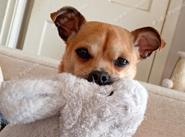 Chihuahua cross male 2 years old