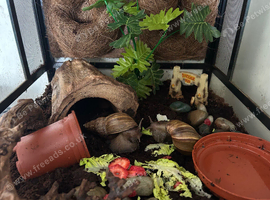 2 Giant african land snails and complete equipment