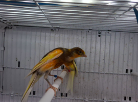 Canaries
