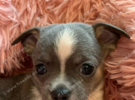 Beautiful Chihuahua puppies seeking loving homes