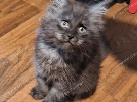 Maine Coon kittens in Manchester