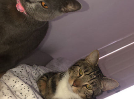 2 Cats needing to be rehomed