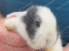 Mini lops x2