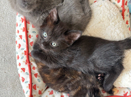 READY NOW 1kittens left