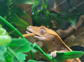 crested gecko