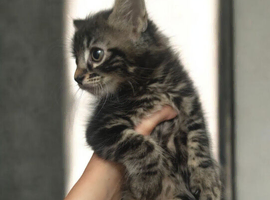 3 Gorgeous Maine Coon Kittens
