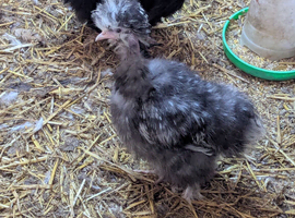 Pair very rare USA Mottled Showgirl Silkies