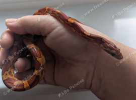 Carolina corn snake