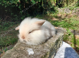 Stunning lion lop baby rabbits RTR