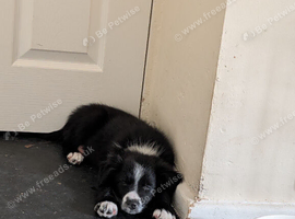 14 week old male border collie