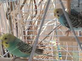 Pair of baby cocks