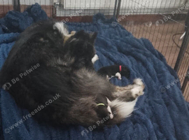 American Akita puppies for sale