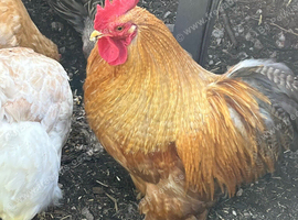 Urgent! Time is running out now due to new neighbours complaints...Dumped Cockerels need homes!