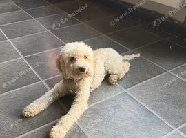 Female Cavapoo Looking for new Home