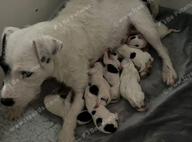 Jack Russell pups