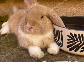 Lionlop x holland lops