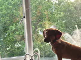 Daschund cross for sale