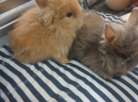 7 lionhead rabbits for sale