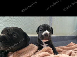 Frenchie cross puppies
