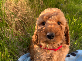 Cockapoo boy puppy