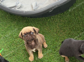 4 gorgeous Pug Puppies