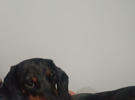 Snoopy dapple dachshund male
