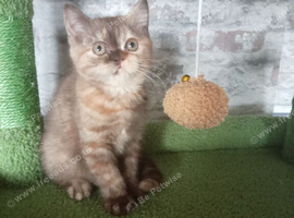 Cinnamon tortie bsh girl