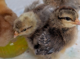 Cream Legbar Day Old Chicks