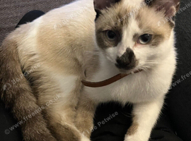 Cat for good home only