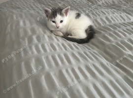5 weeks old kittens