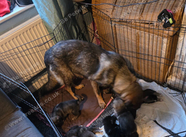 9 beautiful shepsky puppies