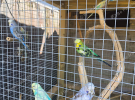 Budgies