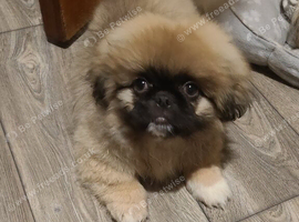 1 Pekingese Puppy